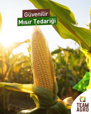 Güvenilir Mısır Tedariği!