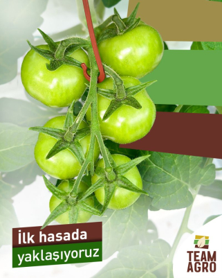 İlk hasada adım adım yaklaşıyoruz!